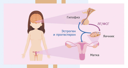 Анализ крови на прогестерон в Самаре