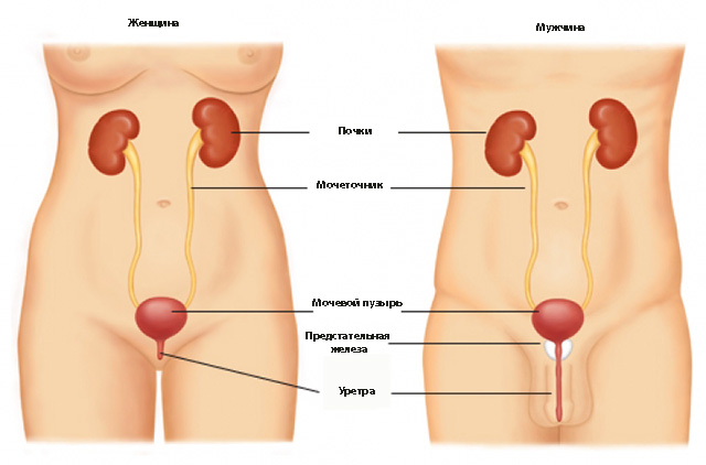 Немного об анатомии: простата